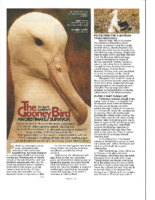 the-gooney-bird-pt-1-aorangi-magazine-date-unknown